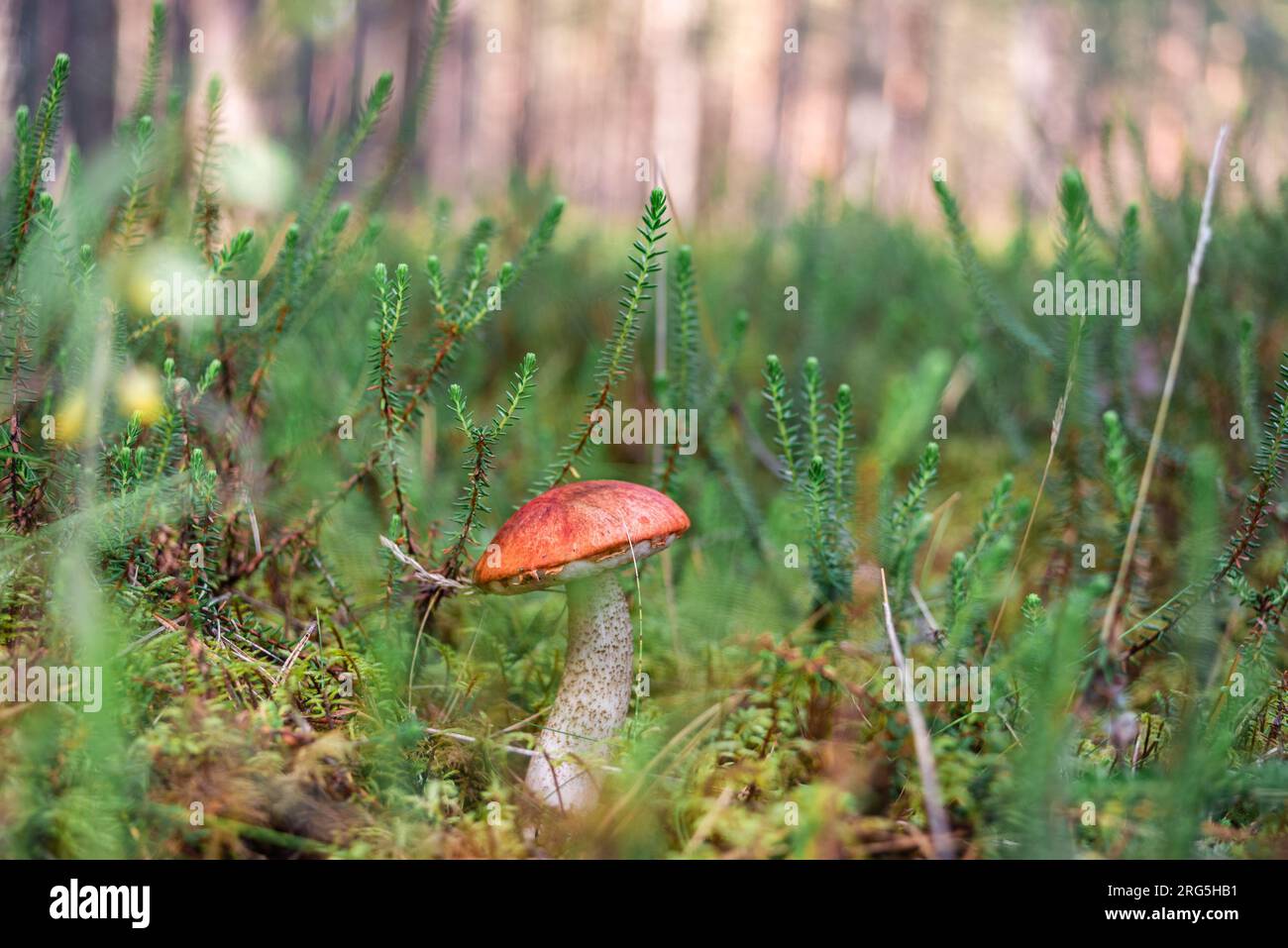 Testa di arancio Boletus (lat. Leccinium aurantiacum) fungo che cresce in foresta mossy Foto Stock