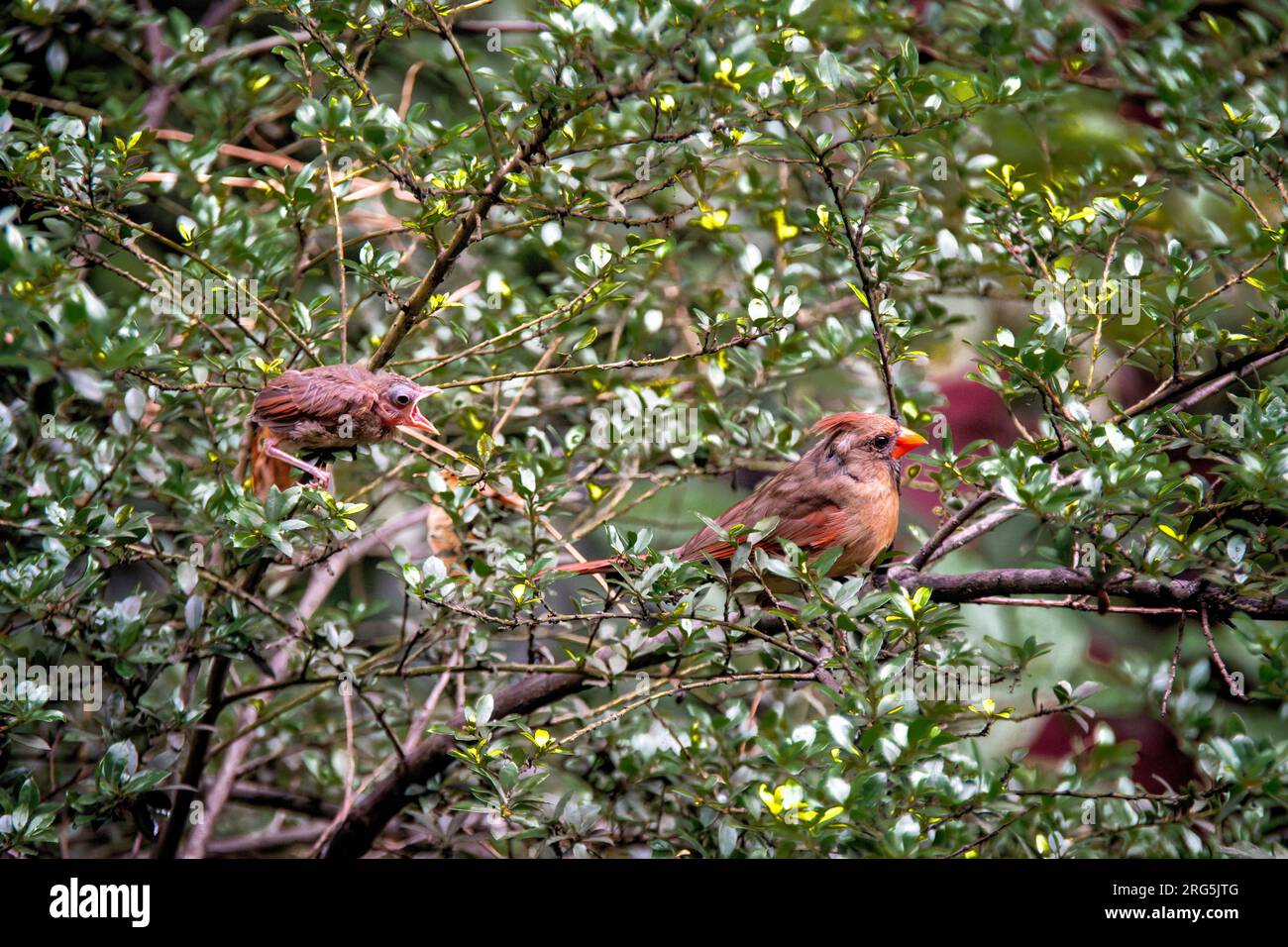 Cardinale del Nord, Cardinalis cardinalis, e una giovane implorante di cibo in un giardino a Greenwich Village, New York, NY, USA Foto Stock
