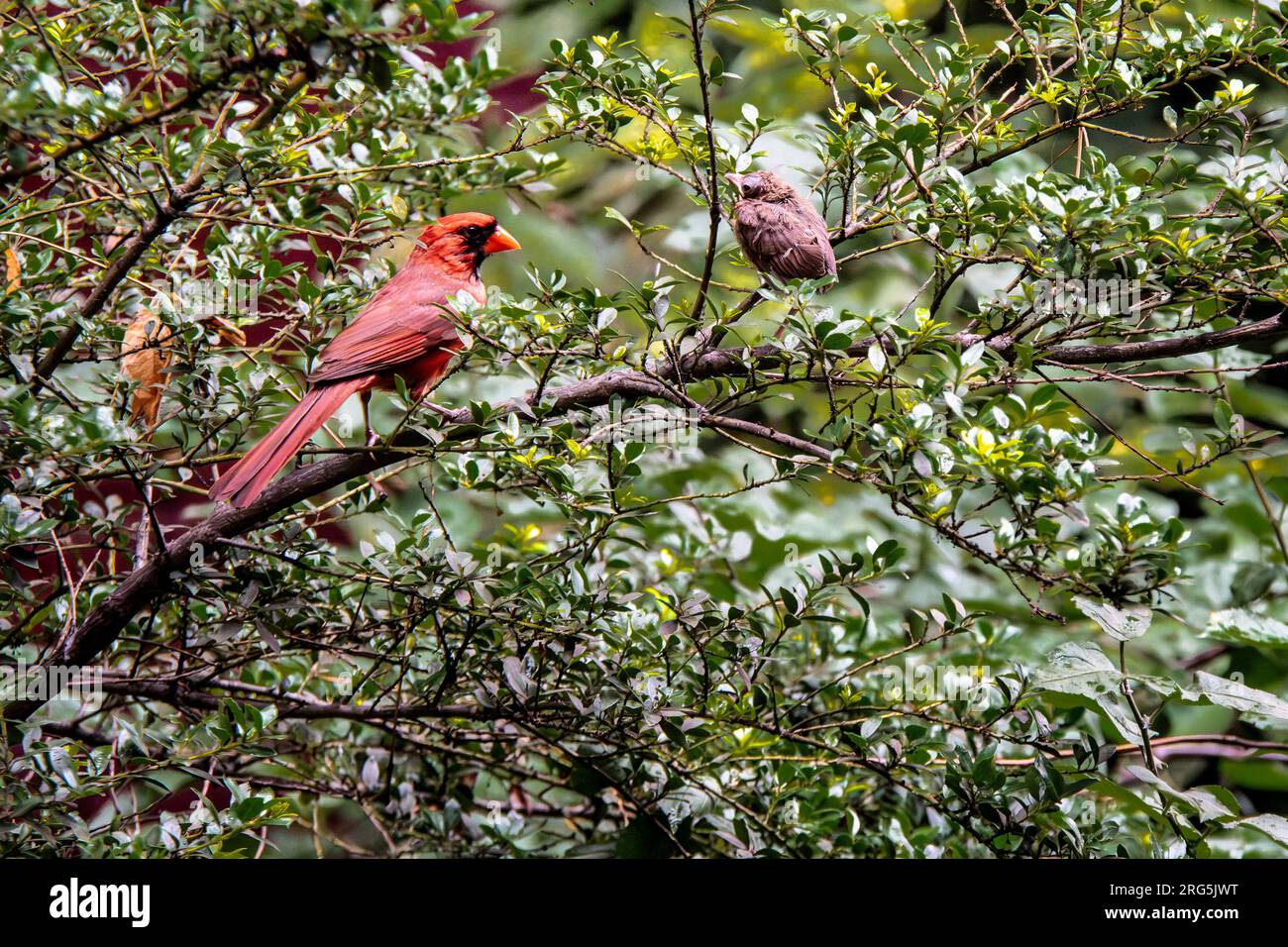 Maschio Northern Cardinal, Cardinalis cardinalis, e un nascente in un giardino nel Greenwich Village, New York City, NY, USA Foto Stock