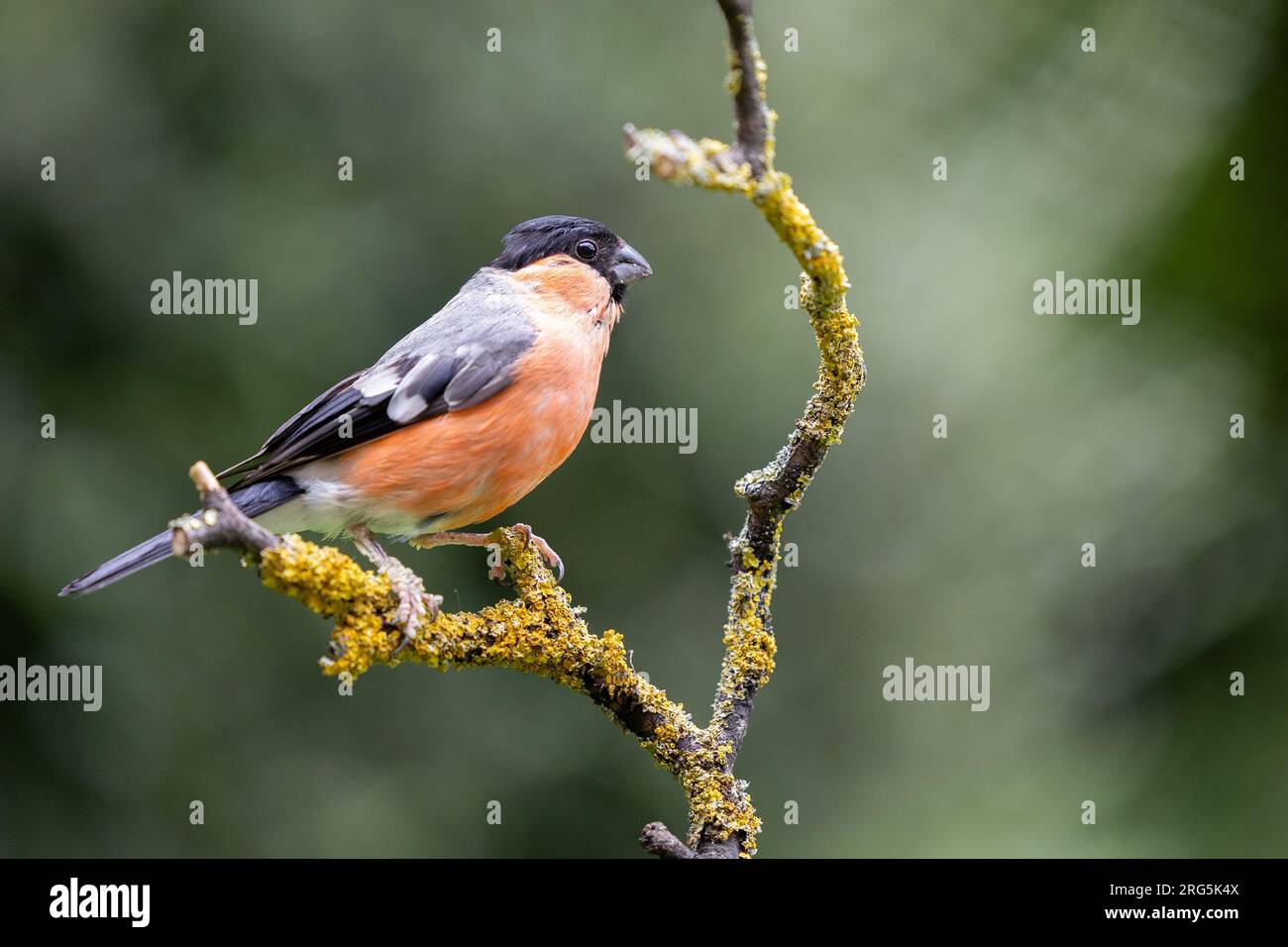 Maschio adulto Eurasiatico Bullfinch (Pyrrhula pyrrrhula) arroccato su un ramo in estate con un verde naturale sfondo fogliame - Yorkshire, Regno Unito in agosto Foto Stock