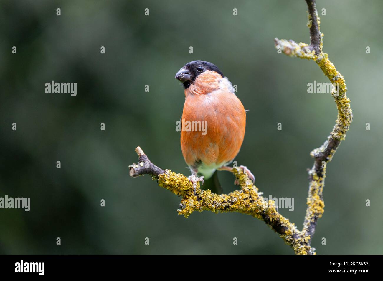 Maschio adulto Eurasiatico Bullfinch (Pyrrhula pyrrrhula) arroccato su un ramo in estate con un verde naturale sfondo fogliame - Yorkshire, Regno Unito in agosto Foto Stock