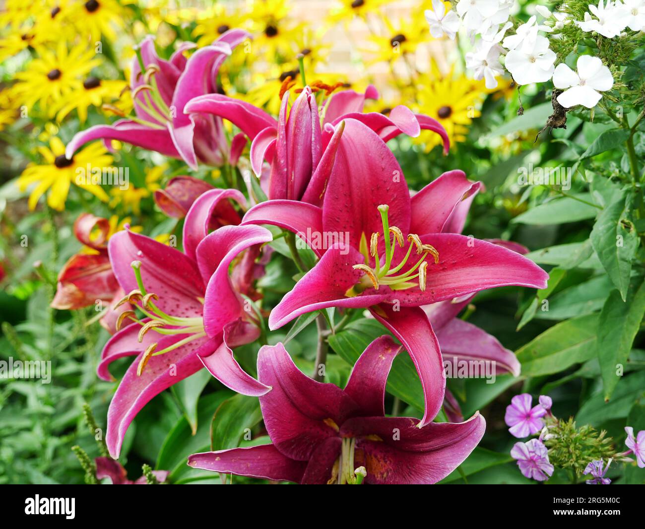 Stargazer Lilie mit prächtigen rot pinken Blüten Foto Stock