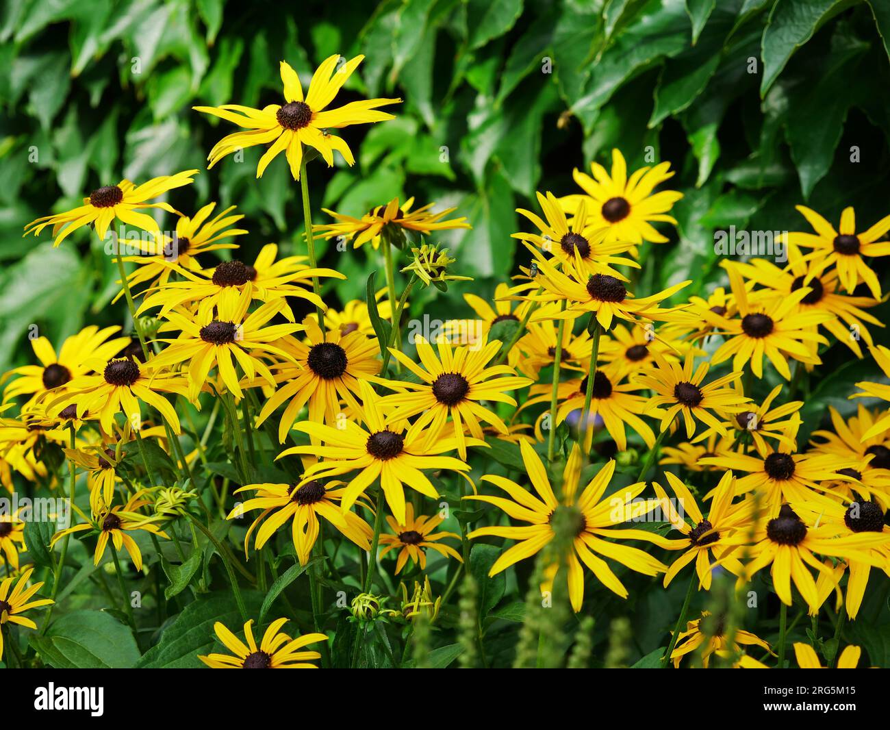 gelber Sonnenhut - Rudbeckia fulgida var. Speciosa Foto Stock