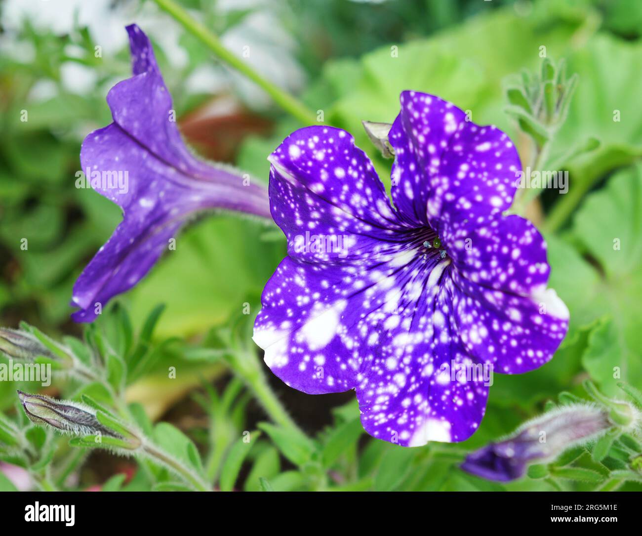 lila violett Weiß gepunktete Petunie Nightsky Foto Stock