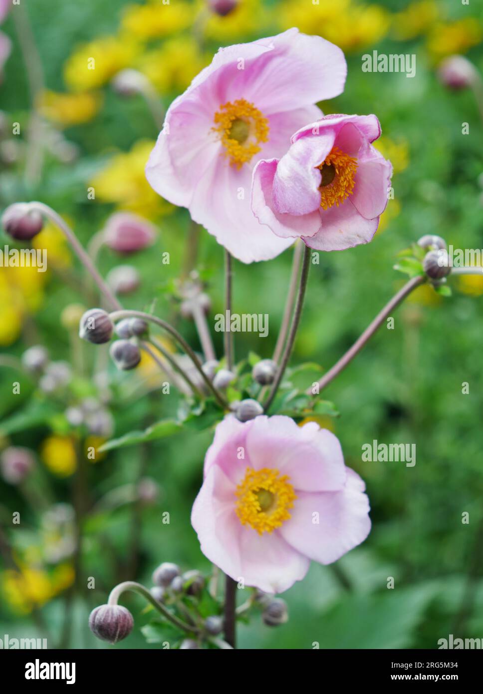 rosa Herbst-Anemone mit gelben Blumen im Hintergrund Foto Stock