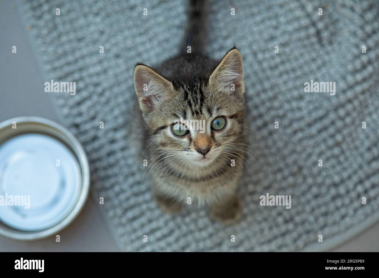 Nove settimane fa, gattino tabby che guarda nella macchina fotografica, Germania Foto Stock