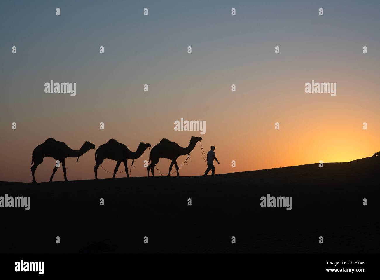 Silhouette di uomo con tre cammelli che camminano sulle dune di sabbia al tramonto, Jaisalmer, Rajasthan, India Foto Stock