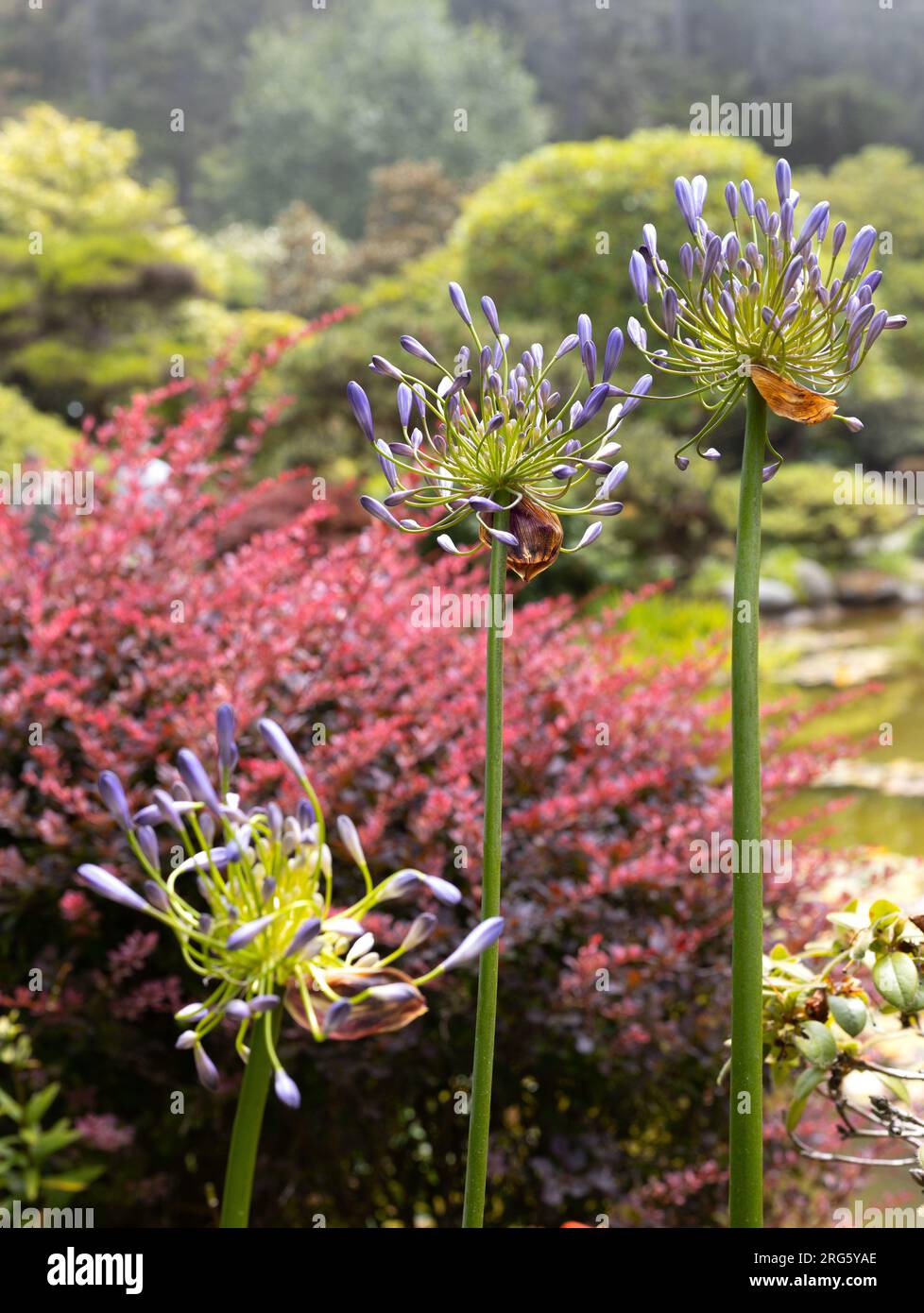 Fiori di agapanto viola. Foto Stock