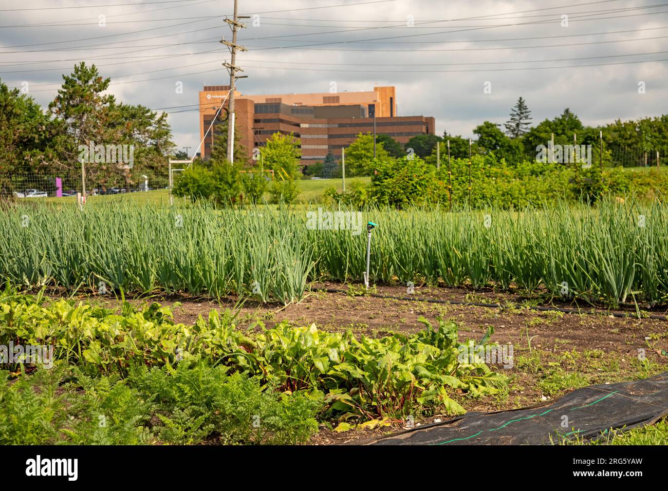 Ypsilanti, Michigan - The Farm at Trinity Health, parte di un concetto crescente di 'cibo come medicina'. I medici possono prescrivere prodotti freschi per i pazienti in annuncio Foto Stock