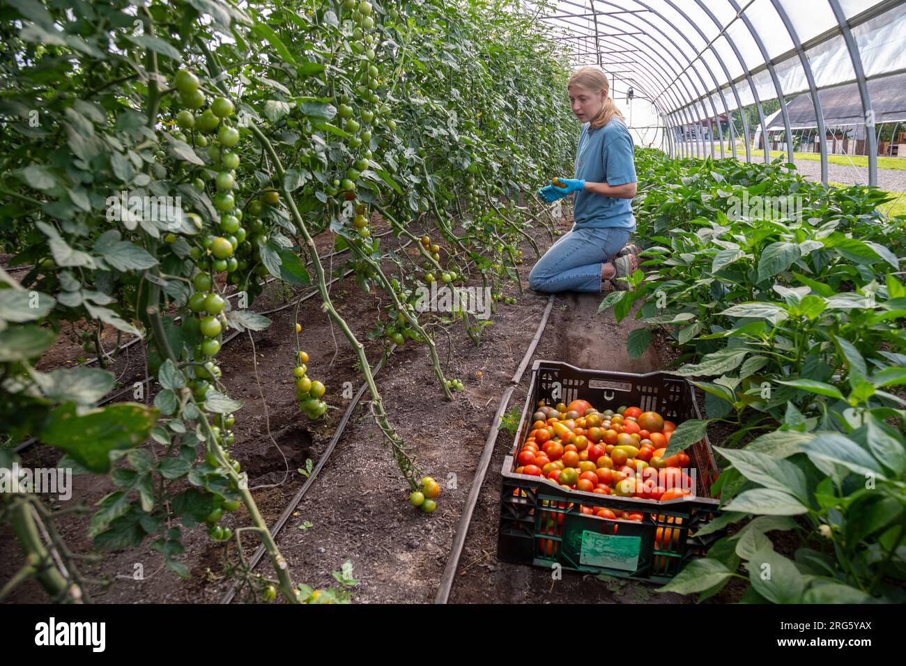 Ypsilanti, Michigan - i pomodori vengono raccolti in una serra presso la fattoria a Trinity Health. La fattoria fa parte di un concetto crescente di "cibo come medicina". Foto Stock