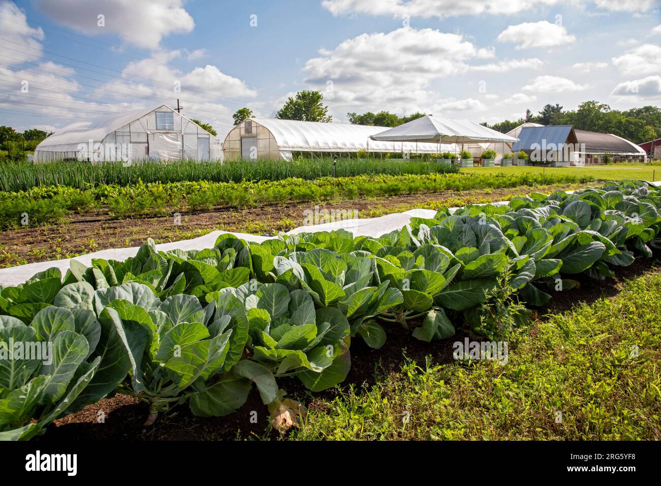 Ypsilanti, Michigan - The Farm at Trinity Health, parte di un concetto crescente di 'cibo come medicina'. I medici possono prescrivere prodotti freschi per i pazienti in annuncio Foto Stock
