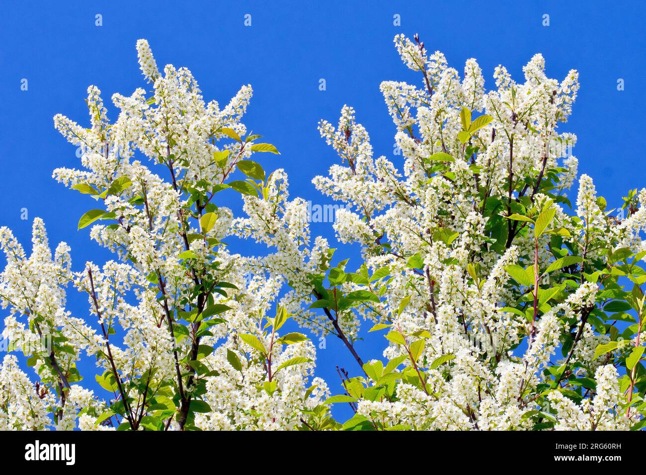 Ciliegio d'uccello (prunus padus), primo piano dell'albero in piena fioritura, le punte di fiori bianchi isolati contro un cielo azzurro limpido in primavera. Foto Stock
