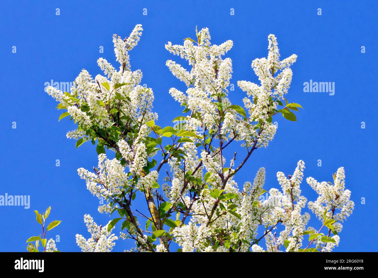 Ciliegio d'uccello (prunus padus), primo piano dell'albero in piena fioritura, le punte di fiori bianchi isolati contro un cielo azzurro limpido in primavera. Foto Stock