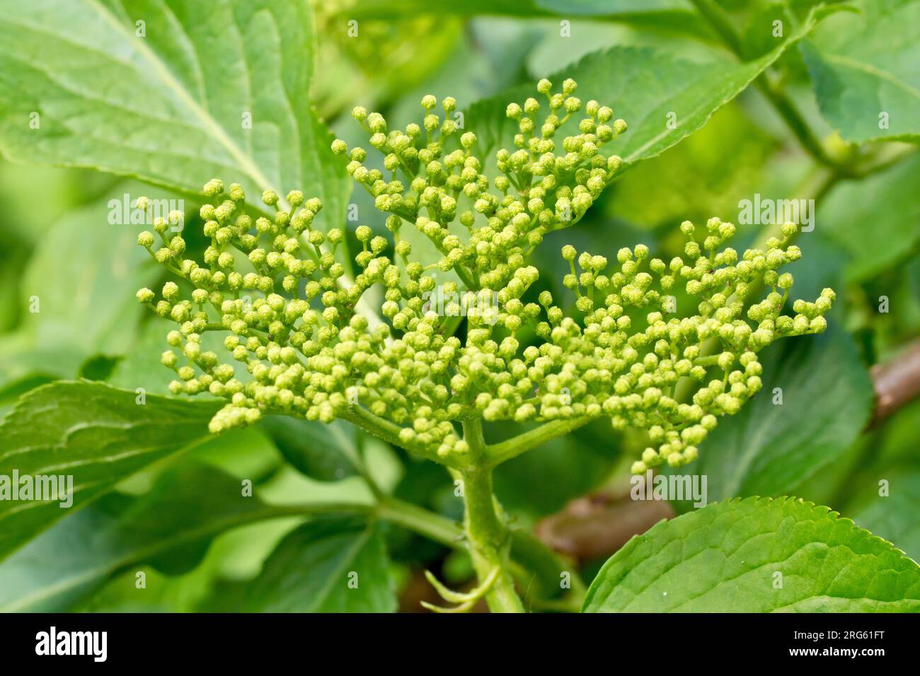 Anziano (sambucus nigra), primo piano che mostra un grande spruzzo di boccioli di fiori sull'arbusto in primavera. Foto Stock