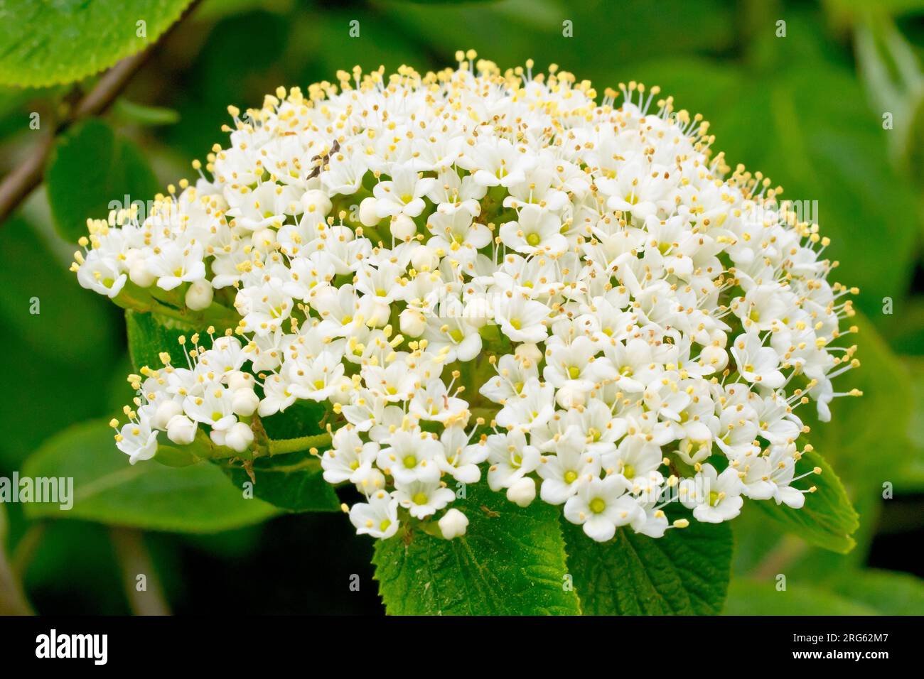 Wayfaring Tree (viburnum lantana), primo piano che mostra i fiori bianchi su un'unica grande testata di fiori dell'albero o arbusto comunemente piantato. Foto Stock