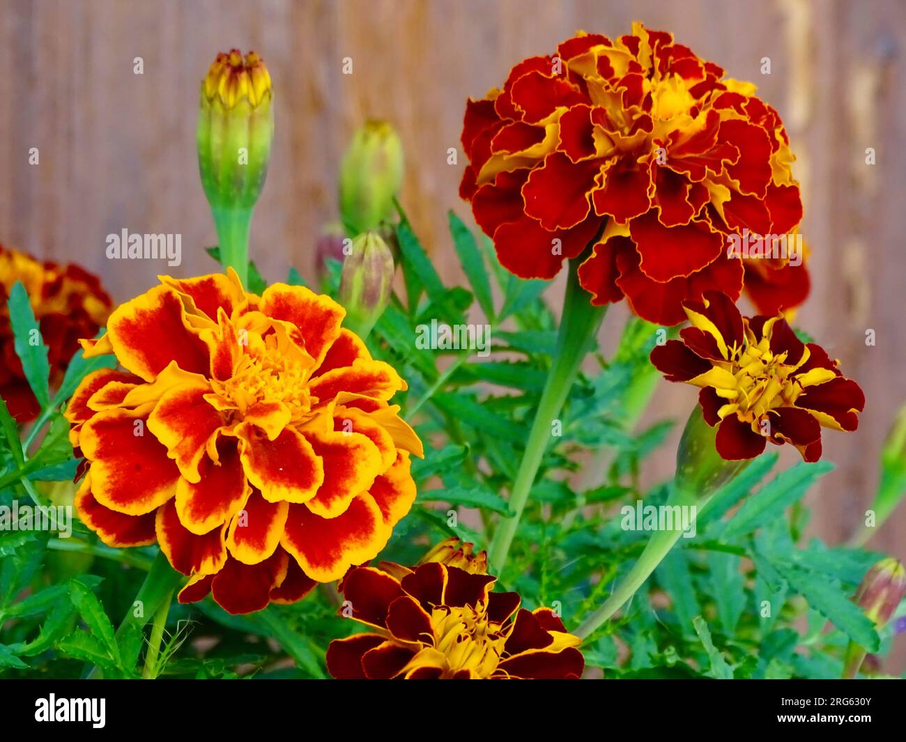 Fioritura di calendula francese (Tagetes Patula) a mezza estate: Un vibrante arancio, giallo e rosso tra verdi verdeggianti in un giardino sereno - Un ma Foto Stock