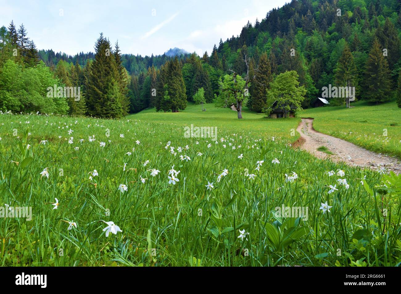 Prato di montagna nelle montagne di Karavanke con fiori di narciso (Narcissus poeticus) e una strada sterrata che conduce attraverso la foresta Foto Stock