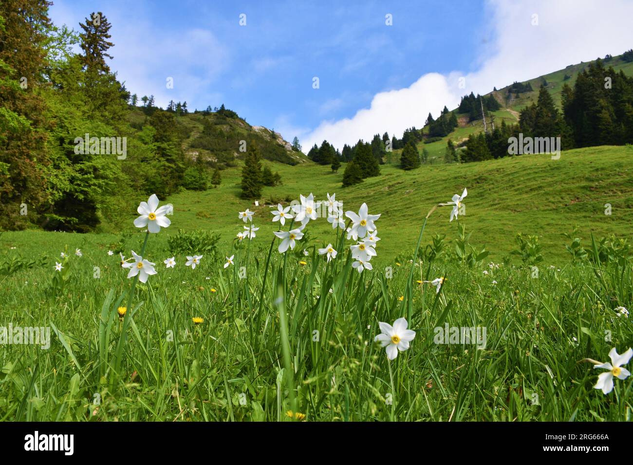 Il narciso del poeta bianco (Narcissus poeticus) fiorisce su un pendio a Hruski vrh nelle montagne del Karavanke, Gorenjska, Slovenia Foto Stock