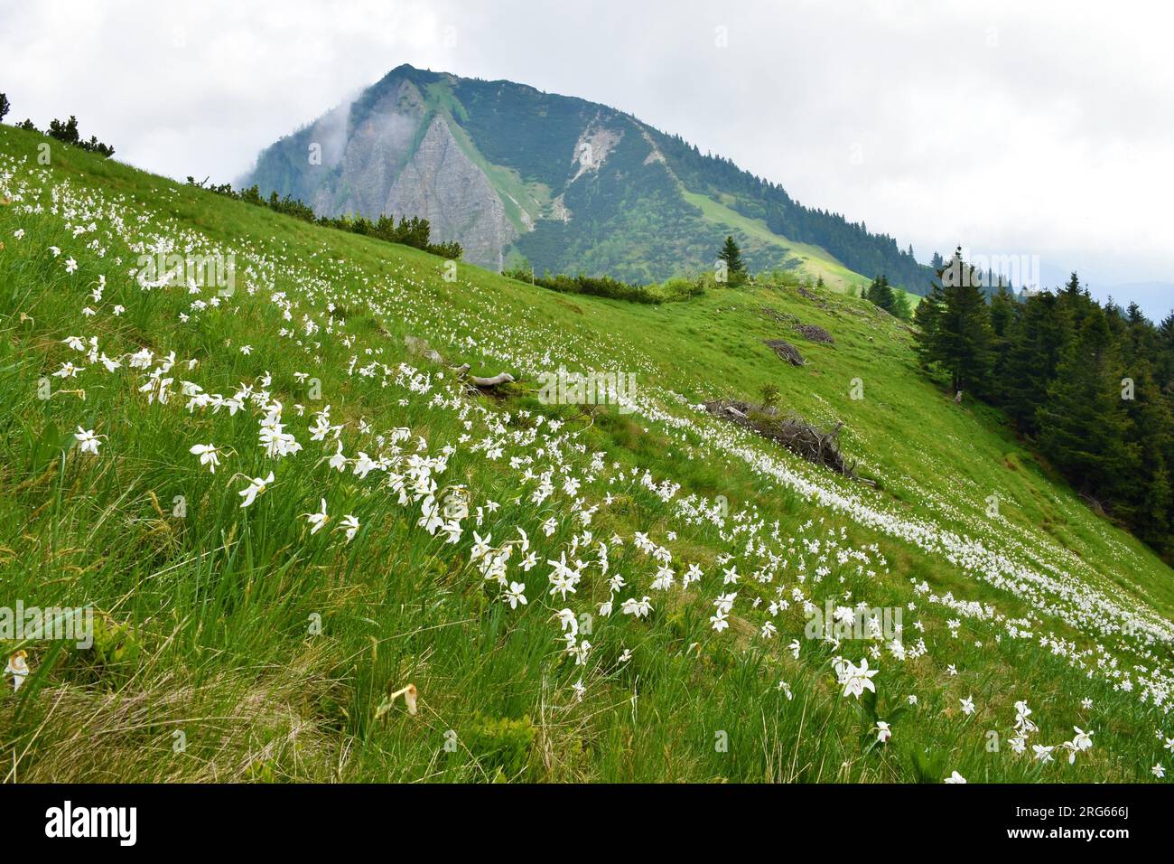 I pendii montani ricoperti di narcisi del poeta (Narcissus poeticus) e il monte Klek si trovano nelle montagne del Karavanke, Slovenia Foto Stock