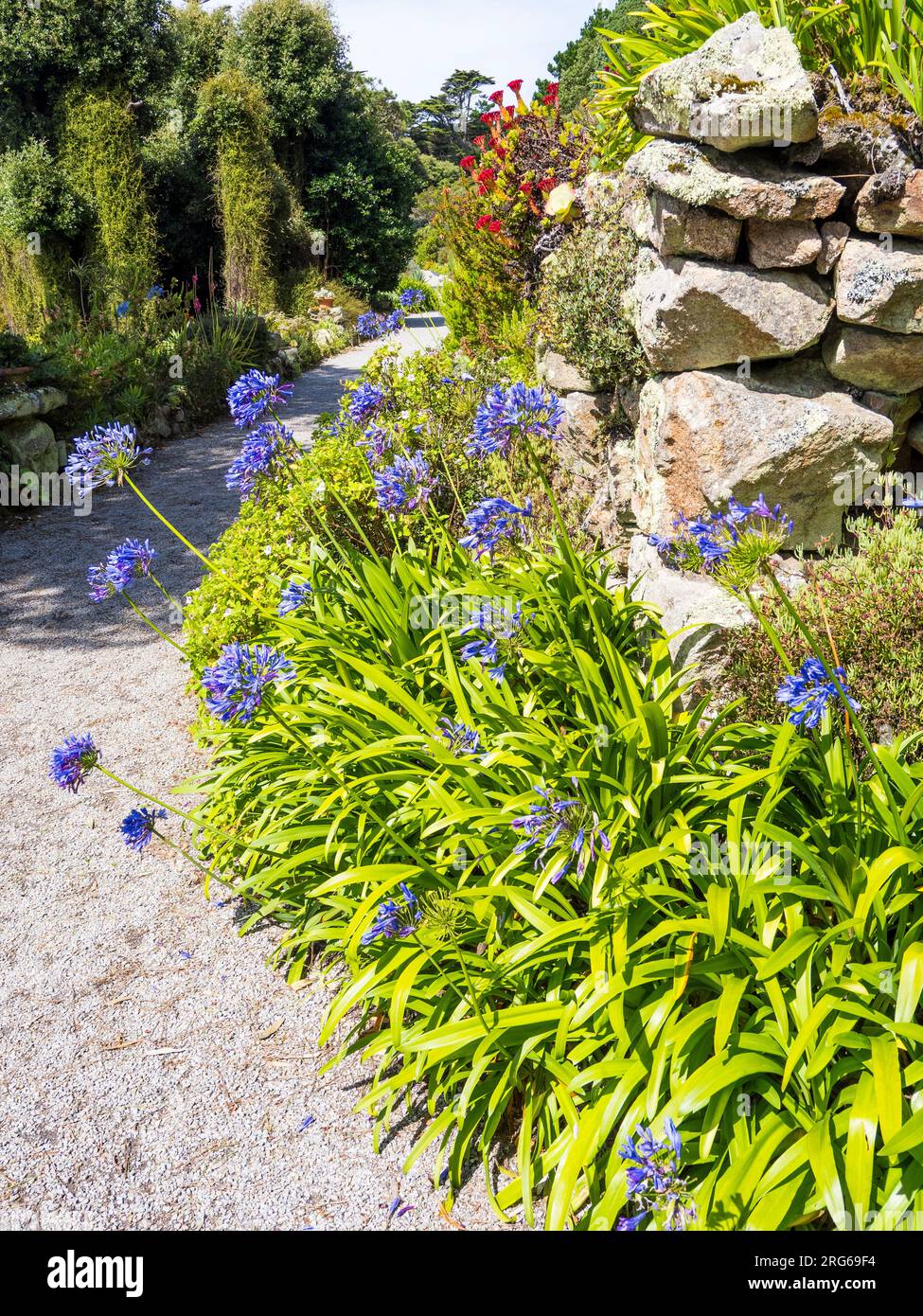 The Top Terrace, Tresco Abbey Gardens, Tresco, Isles of Scilly, Cornovaglia, Inghilterra, Regno Unito, Regno Unito. Foto Stock