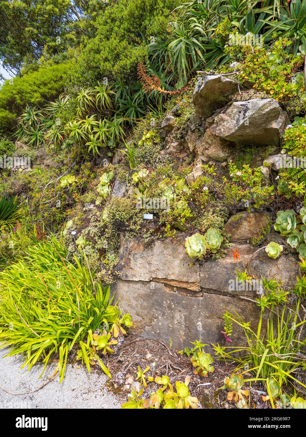 Le mura, i giardini dell'Abbazia di Tresco, Tresco, le Isole Scilly, Cornovaglia, Inghilterra, Regno Unito, Regno Unito. Foto Stock
