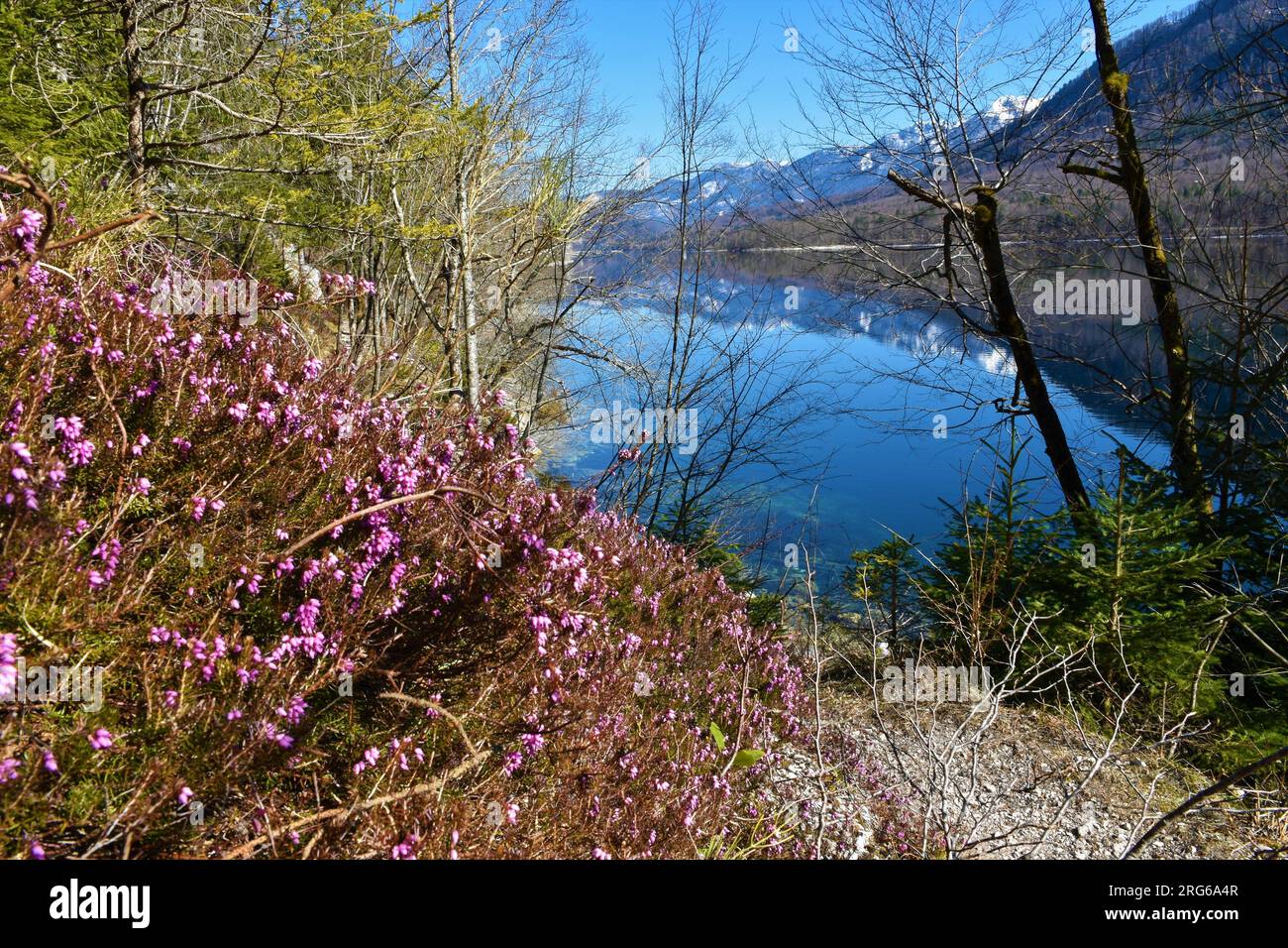 Vista del lago di Bohinj in primavera con fiori rosa d'inverno (Erica carnea) Foto Stock