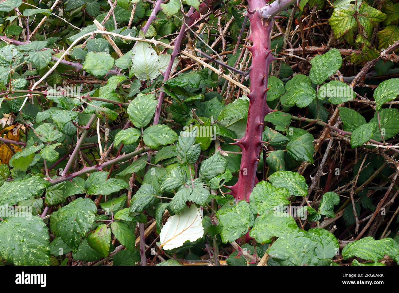 Brambles selvatiche: Uno sfondo frondoso con rami spessi e affilati e foglie verdi. Foto Stock
