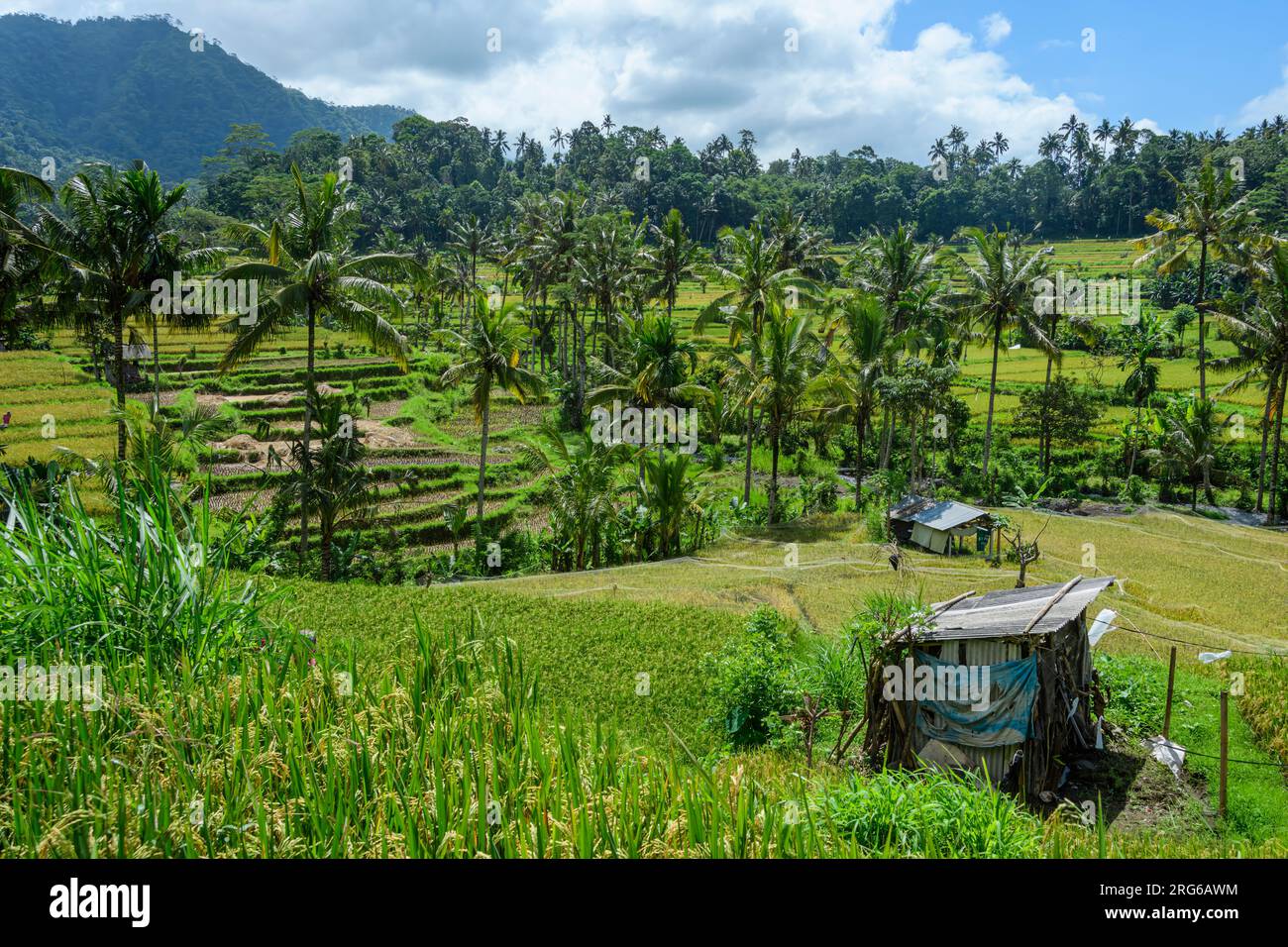 Risaie e terrazze fuori Sidemen, Karangasem, Bali orientale, Indonesia. Foto Stock