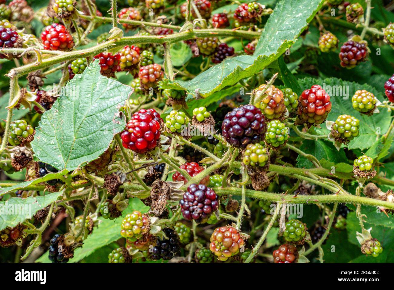 Le more selvatiche su un cespuglio bramble in diverse fasi di maturazione che crescono all'esterno Foto Stock