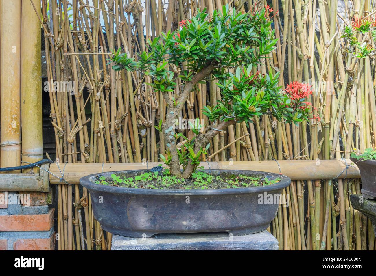 A Bonsai Tree, Ixora coccinea, Penglipuran Village, Bangli Regency, Bali, Indonesia Foto Stock