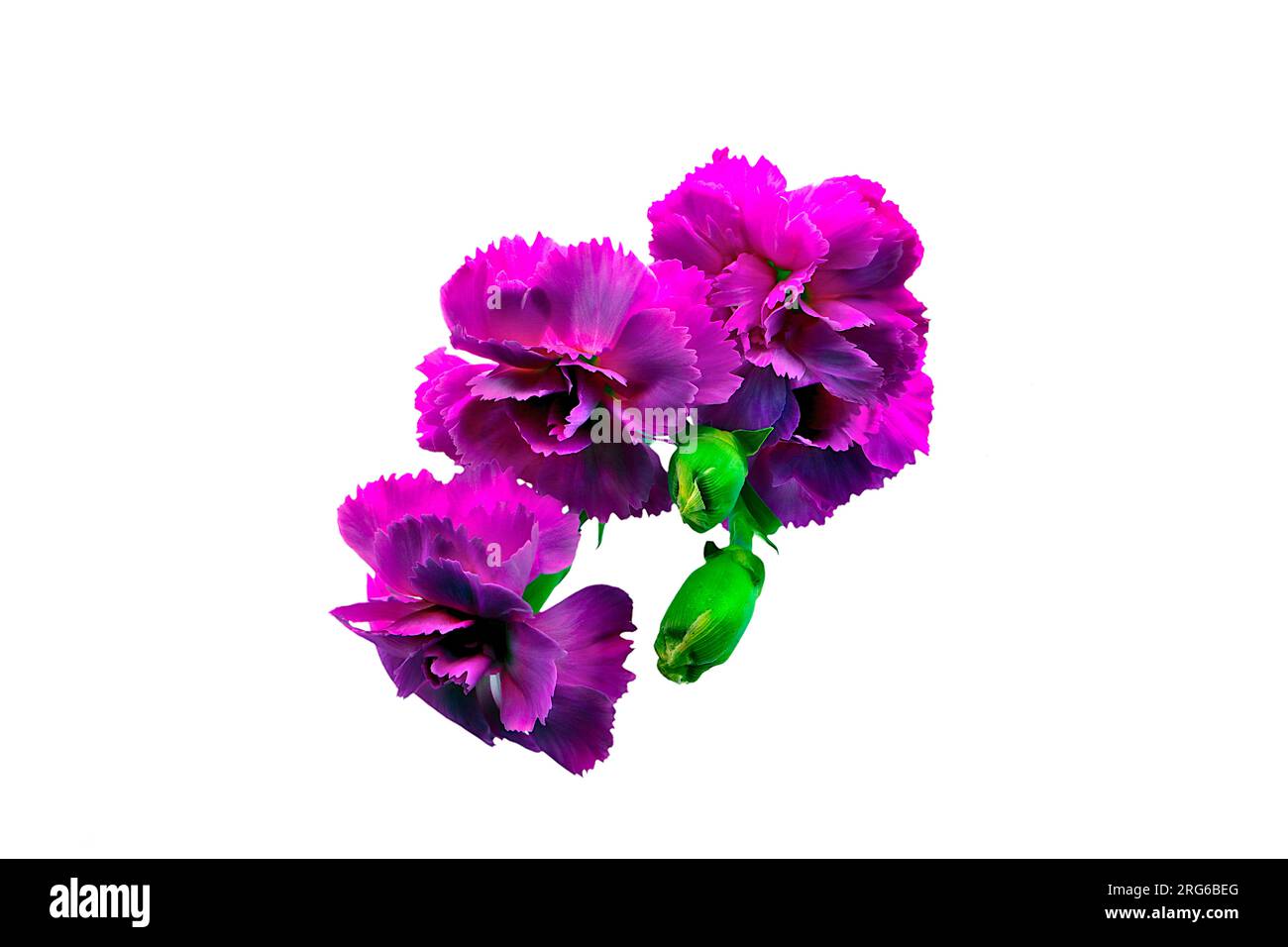Fiore di garofano viola e rosa scuro audace e vivace su uno stelo verde. Macro, immagine ravvicinata, dettagli petali, impostati su uno sfondo bianco. Foto Stock