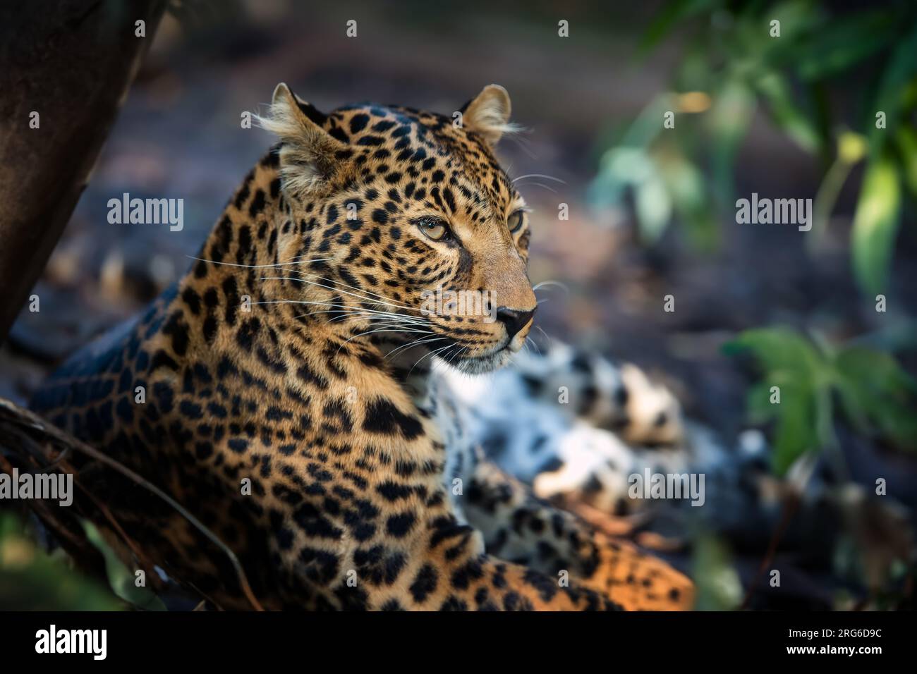 Primo piano di un giovane ritratto leopardo nella giungla Foto Stock