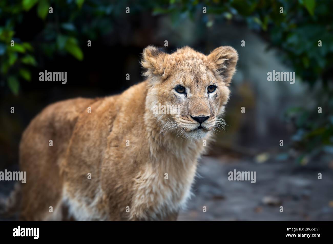 Chiudi il cucciolo di leoni nella savana del parco nazionale del Kenya, in Africa Foto Stock