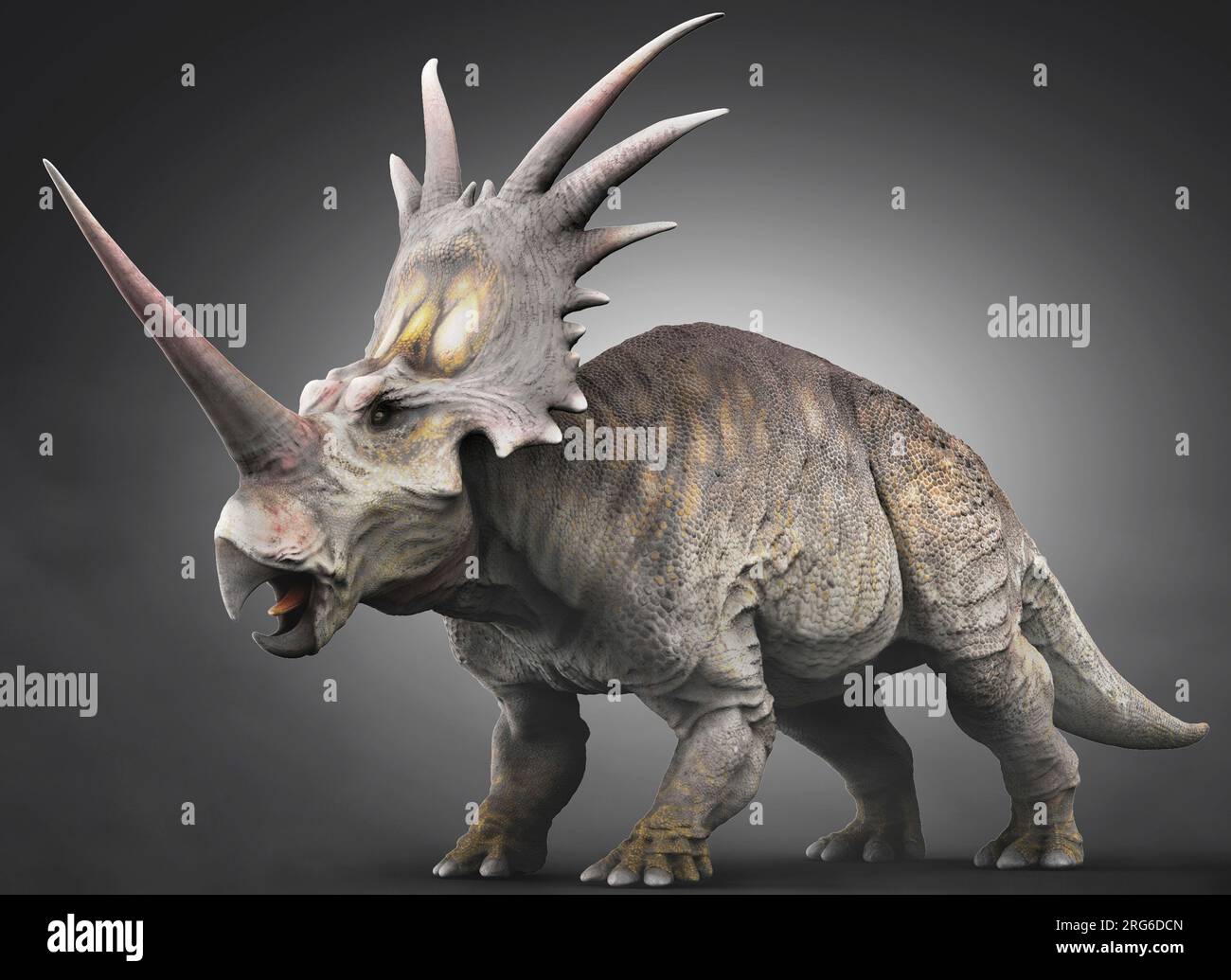 Styracosaurus dinosauro. Foto Stock