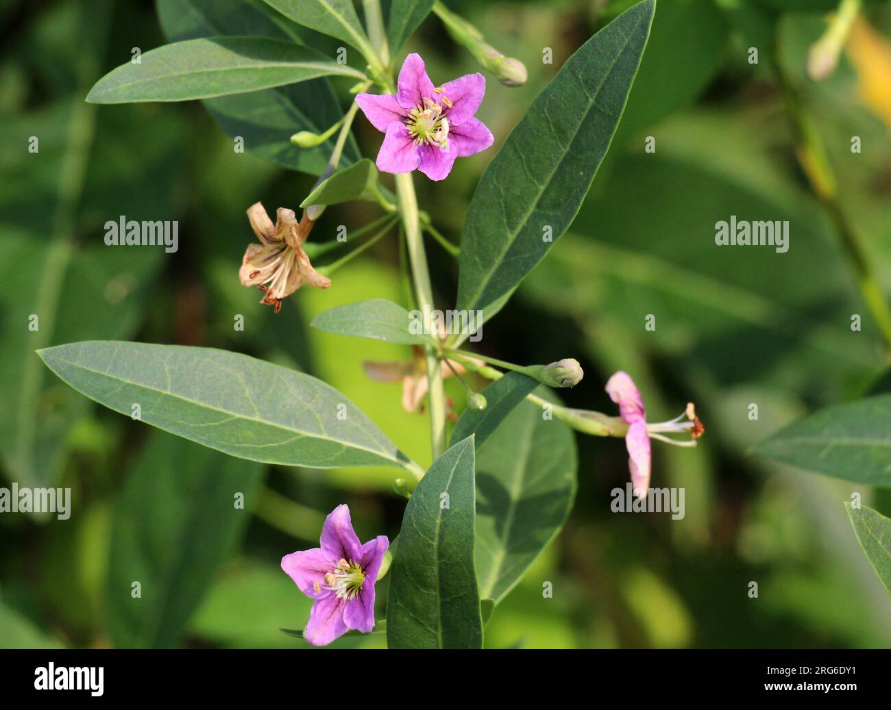 In natura fiorisce un ramoscello Lycium barbarum Foto Stock