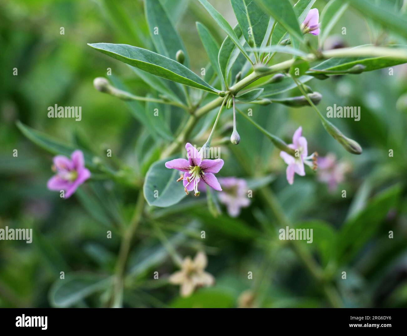 In natura fiorisce un ramoscello Lycium barbarum Foto Stock