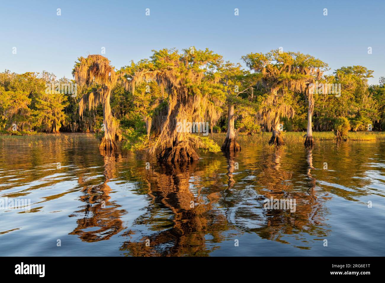 Cipressi calvi (Taxodium distichum) e muschio spagnolo (Tillandsia usneoides), Blue Cypress Lake, Florida, USA, di Dominique Braud/Dembinsky Photo Foto Stock
