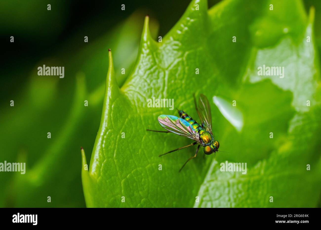 Una mosca orful su una foglia Foto Stock