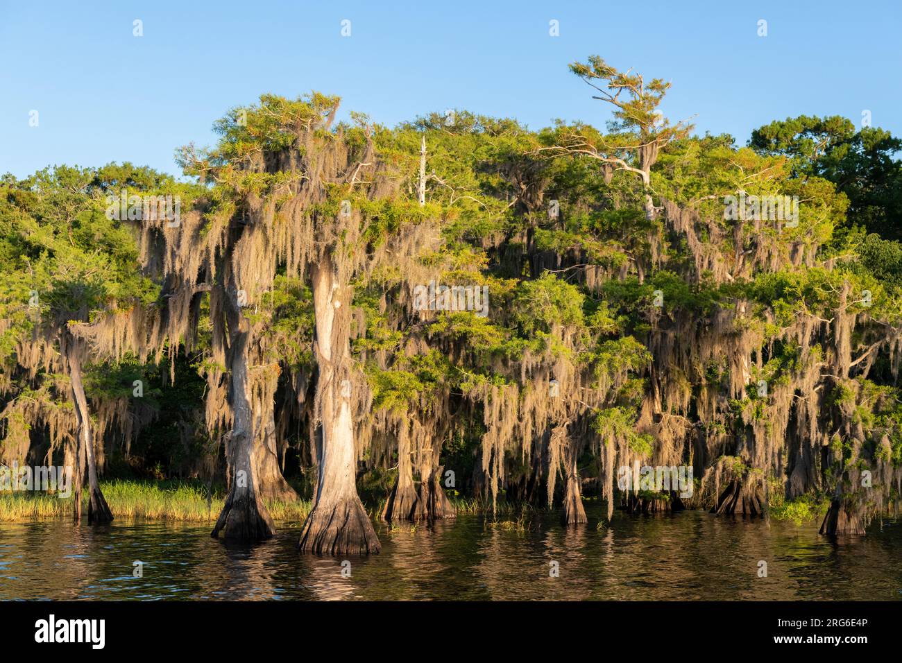 Cipressi calvi (Taxodium distichum) e muschio spagnolo (Tillandsia usneoides), Blue Cypress Lake, Florida, USA, di Dominique Braud/Dembinsky Photo Foto Stock