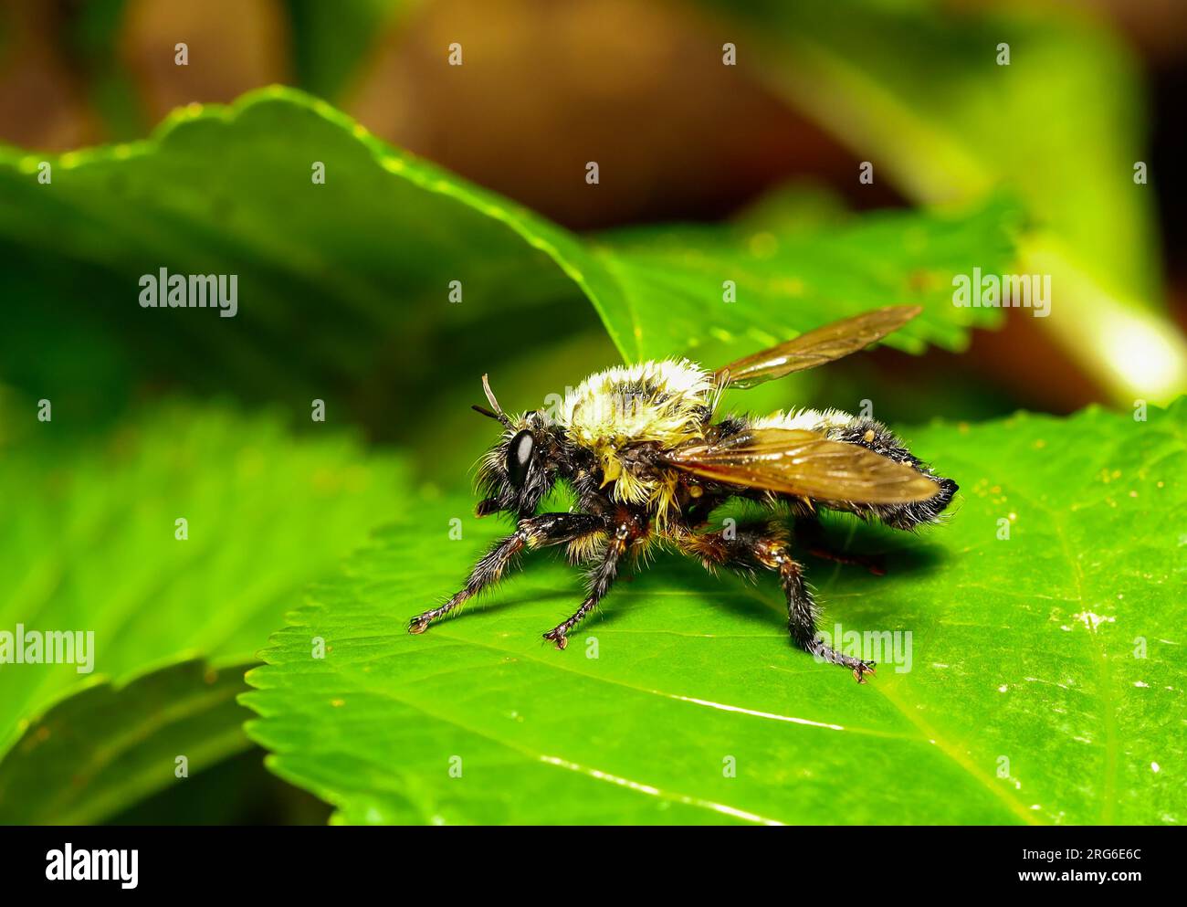 Le api bumble sono grandi impollinatori della natura. Il loro forte ronzio è un segno di impollinazione incrociata di piante e fiori. Foto Stock