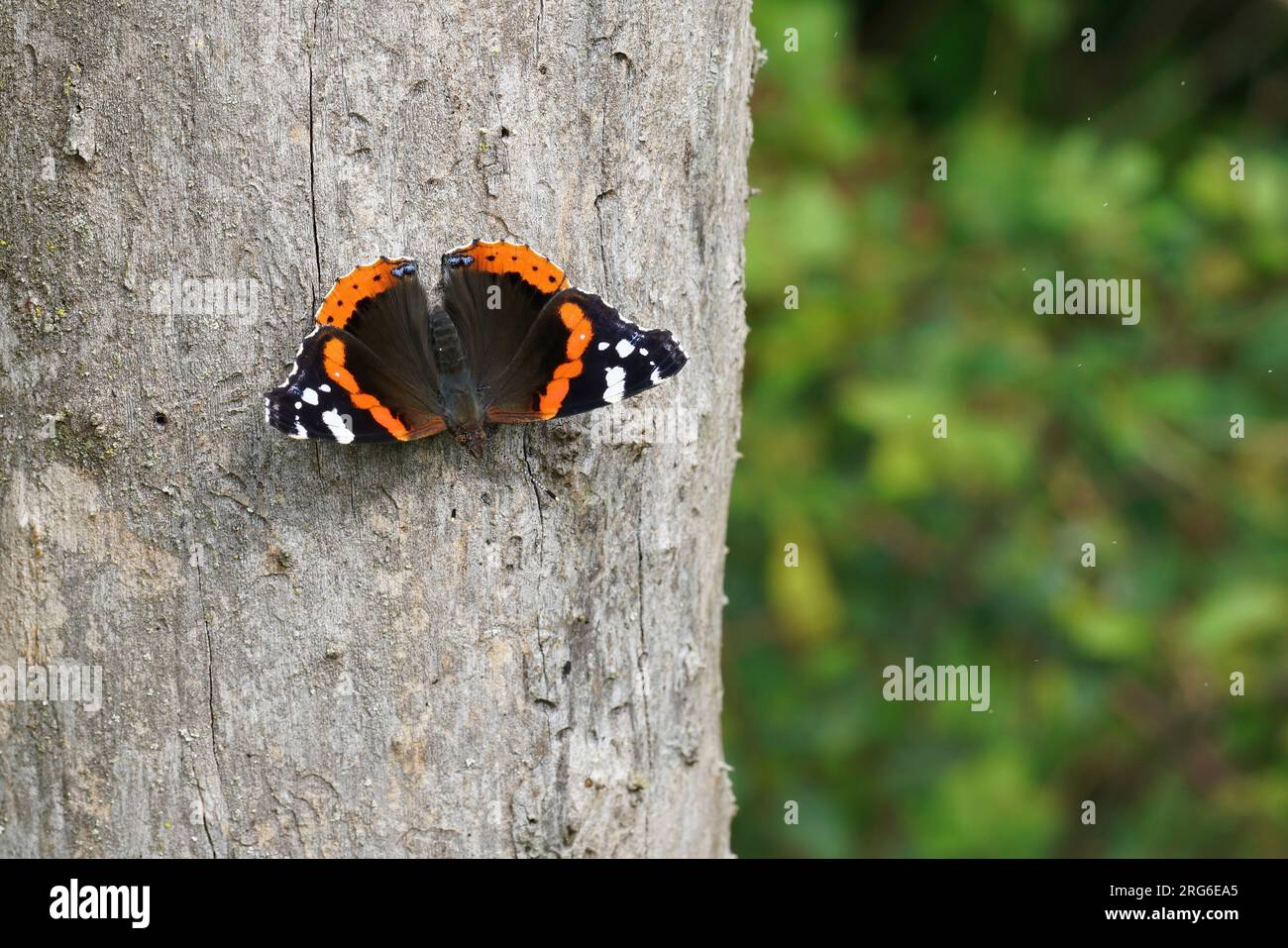 Primo piano naturale su una colorata farfalla Admiral rossa, Vanessa atalanta, che si riscalda su un tronco di albero con ali sparse Foto Stock