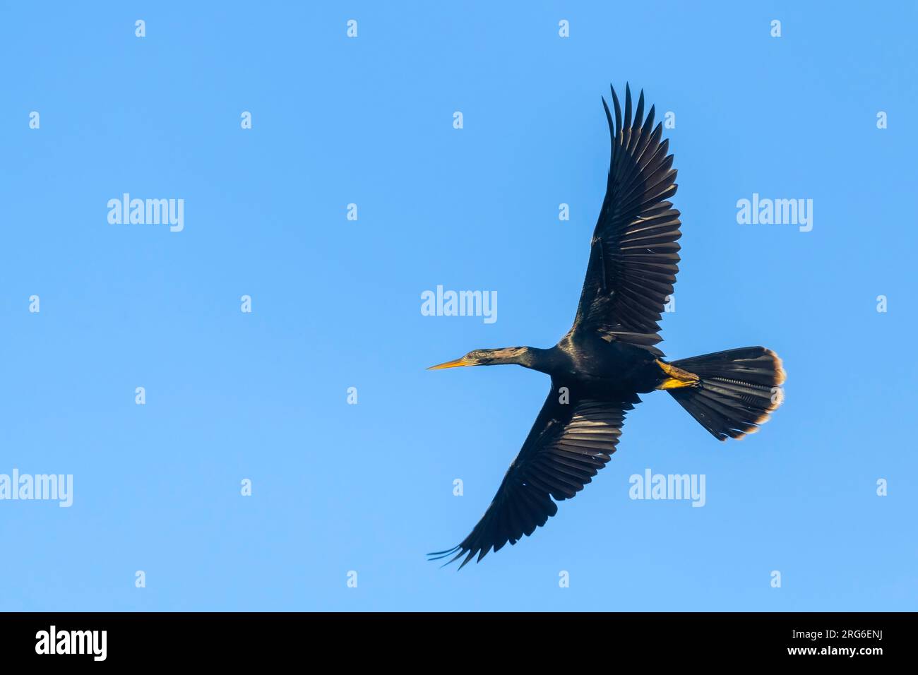 Anhinga (Anhinga anhinga) Flying, Southeastern USA, by Dominique Braud/Dembinsky Photo Assoc Foto Stock