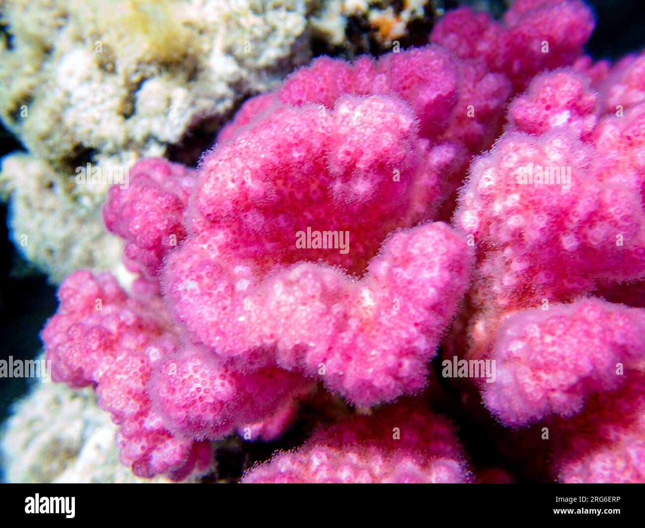 Corallo di cavolfiore rosa - Pocillopora sp. Foto Stock