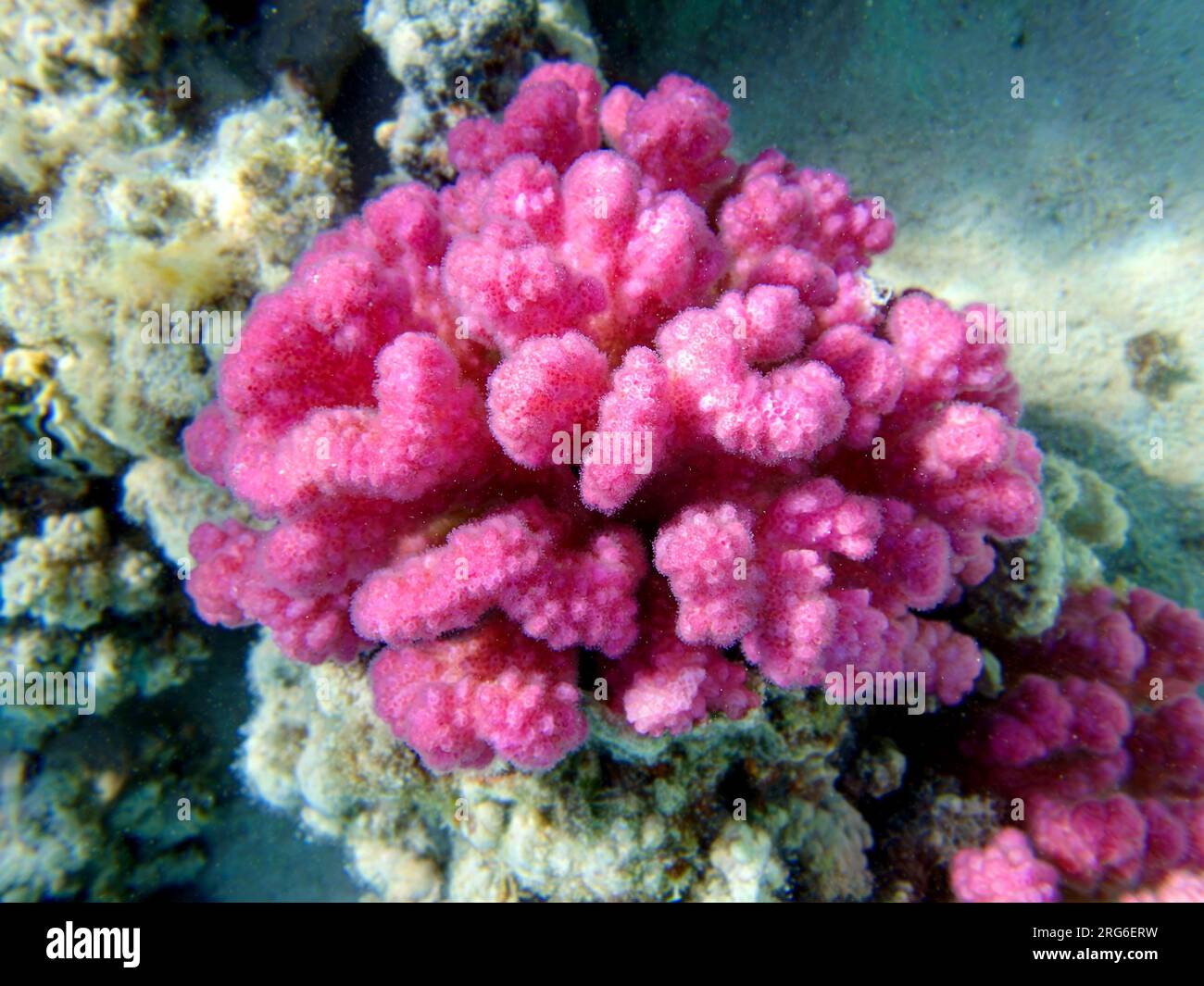 Corallo di cavolfiore rosa - Pocillopora sp. Foto Stock