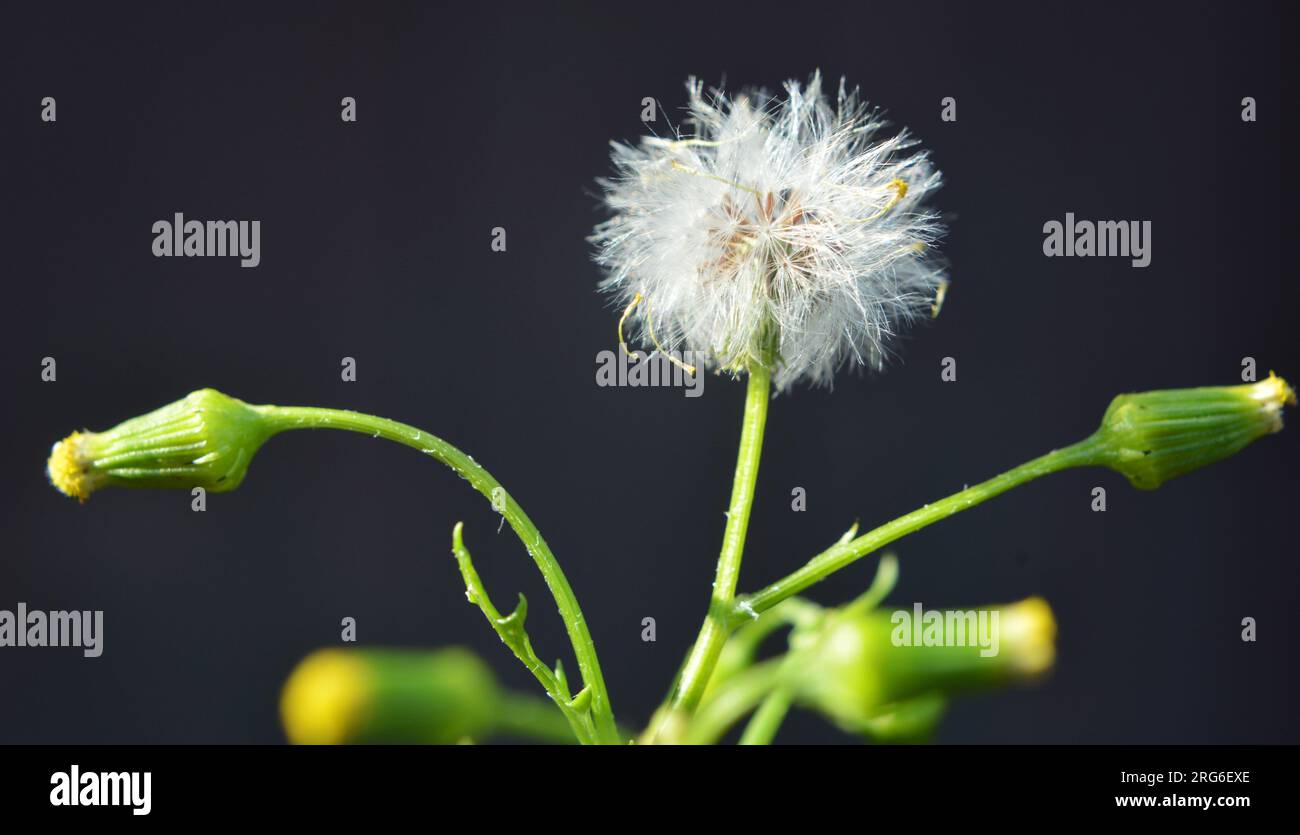 In natura, il Senecio vulgaris cresce come erba Foto Stock