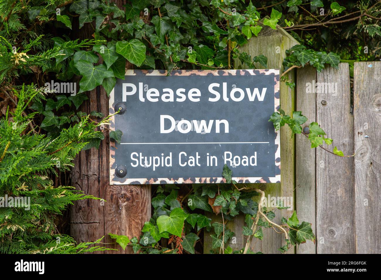 Un cartello stradale su una recinzione di casa dice rallenta stupido gatto in strada Foto Stock
