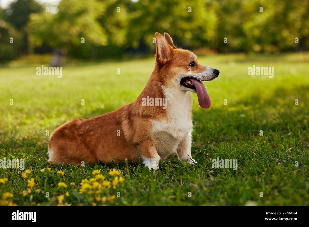 Corgi Dog pembroke corgi gallesi passeggiate all'aperto nel parco estivo Foto Stock