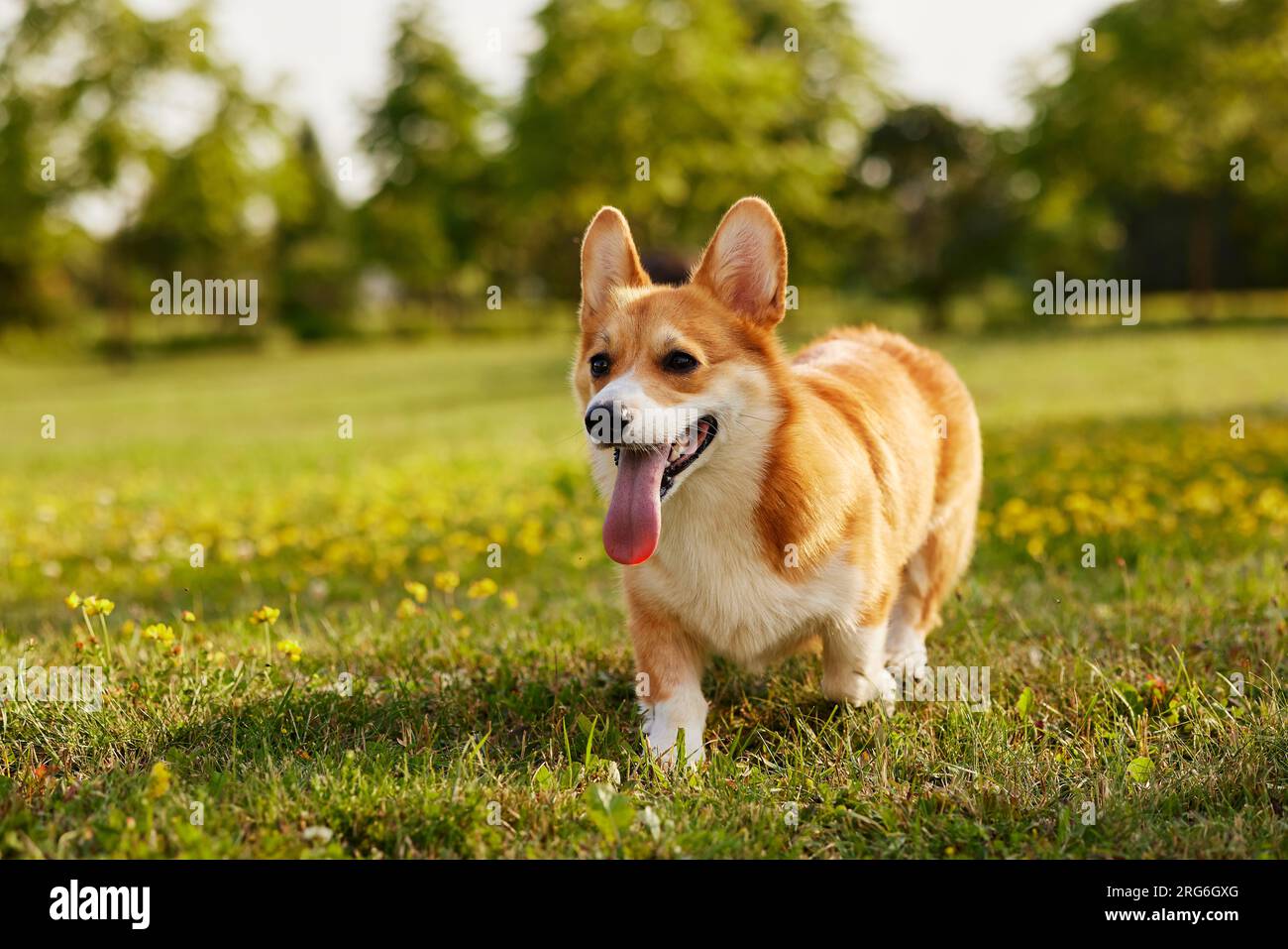 Corgi Dog pembroke corgi gallesi passeggiate all'aperto nel parco estivo Foto Stock