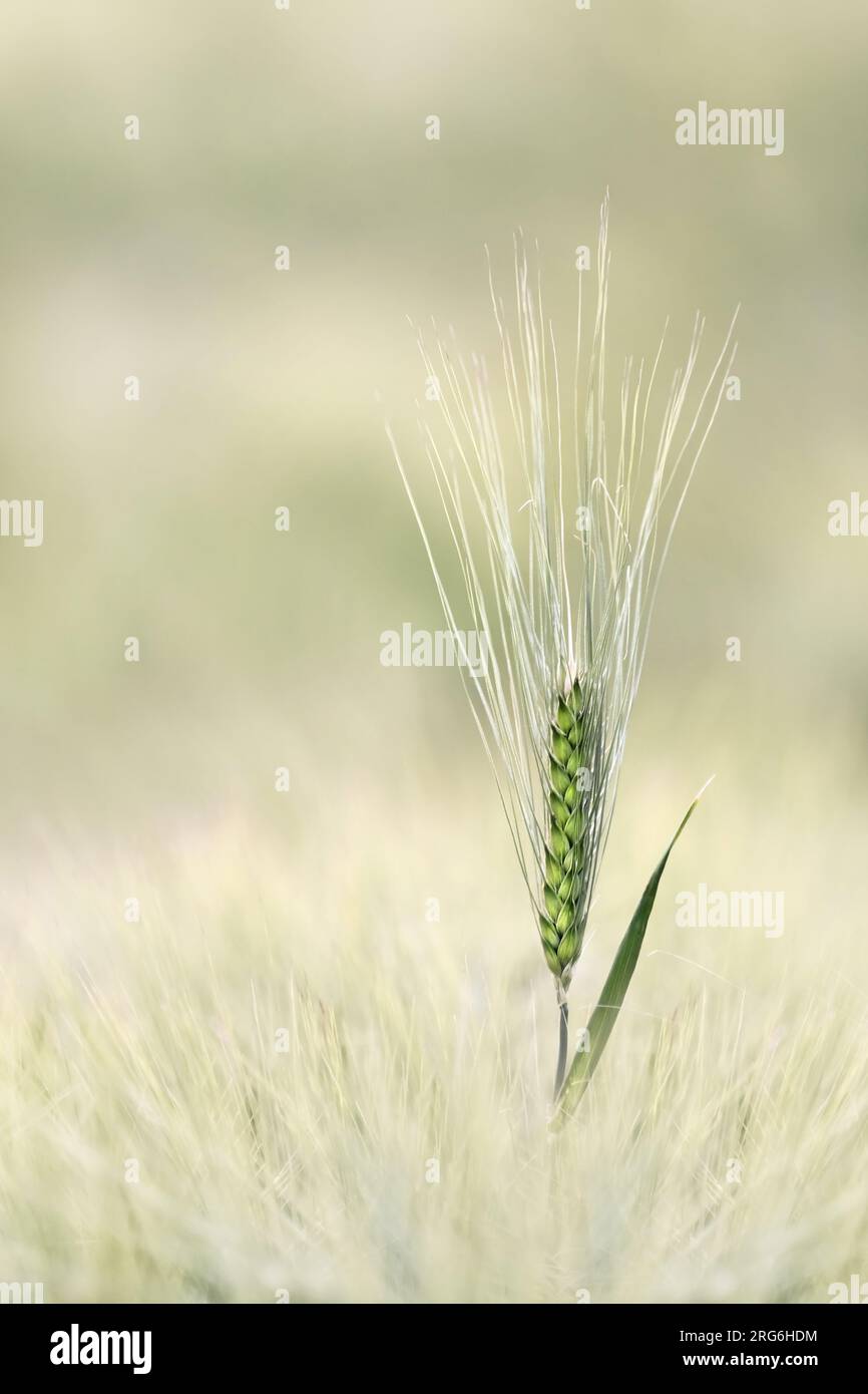Un singolo orecchio di orzo che si distingue in un campo di orzo, un'atmosfera sobria e morbida, colori pastello beige e verde, spazio copia, spazio negativo Foto Stock