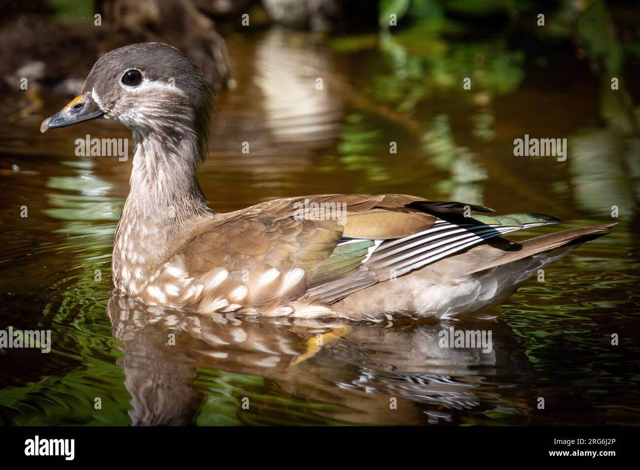 Mandarin Duck Female (Aix galericulata) su Llangollen Canal, Regno Unito Foto Stock